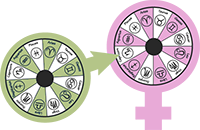 Mars symbol with a wheel of each zodiac sign symbol within, next to Venus symbol, also with the signs in a wheel within it