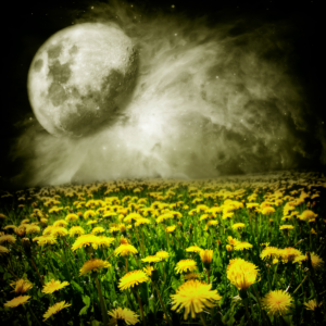 A dramatic full moon over a field of daisies